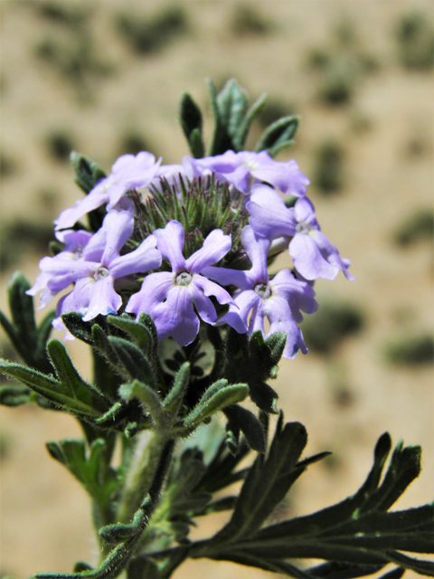 Glandularia bipinnatifida var. ciliata (Davis mountains mock vervain) #87023