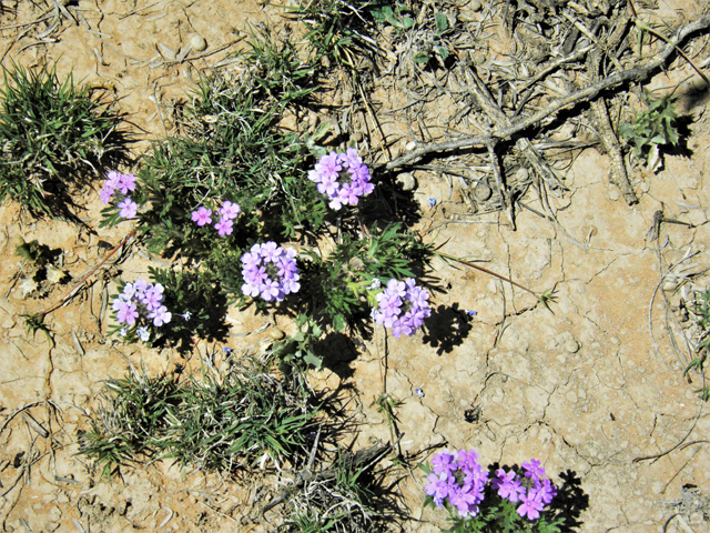 Glandularia bipinnatifida var. ciliata (Davis mountains mock vervain) #87024