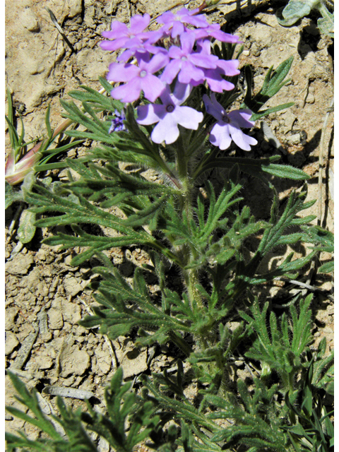 Glandularia bipinnatifida var. ciliata (Davis mountains mock vervain) #87026