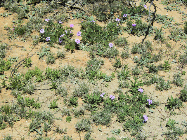 Glandularia bipinnatifida var. ciliata (Davis mountains mock vervain) #87029