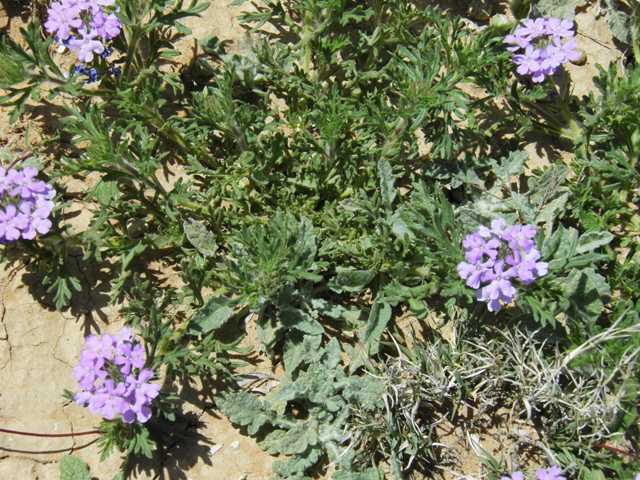 Glandularia bipinnatifida var. ciliata (Davis mountains mock vervain) #87031