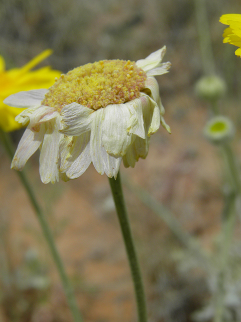 Baileya multiradiata (Desert marigold) #87041