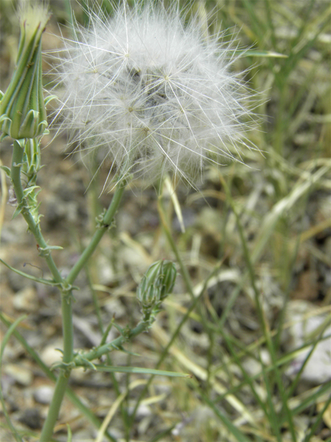 Rafinesquia neomexicana (New mexico plumeseed) #87061