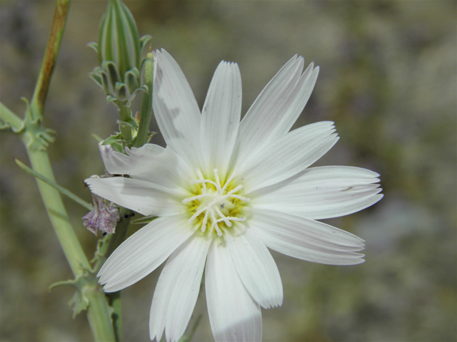 Rafinesquia neomexicana (New mexico plumeseed) #87062