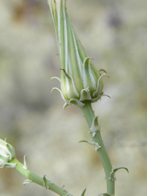 Rafinesquia neomexicana (New mexico plumeseed) #87063