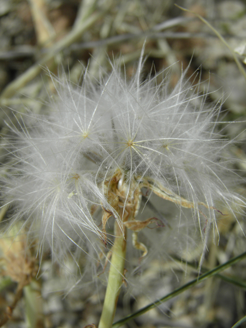 Rafinesquia neomexicana (New mexico plumeseed) #87064