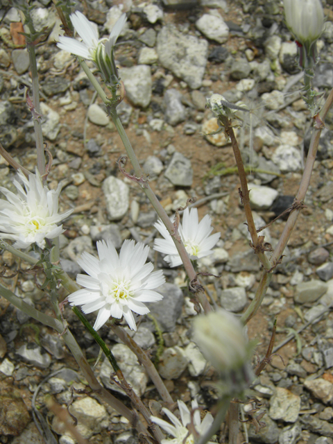 Rafinesquia neomexicana (New mexico plumeseed) #87066