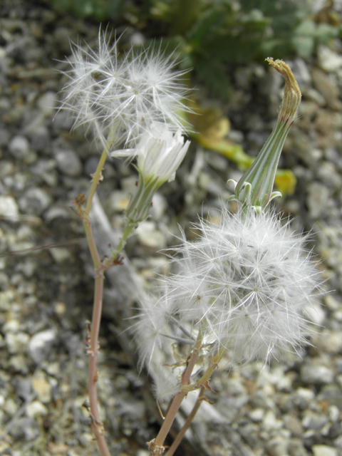 Rafinesquia neomexicana (New mexico plumeseed) #87067