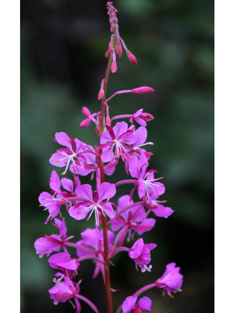 Chamerion angustifolium ssp. angustifolium (Fireweed) #47448