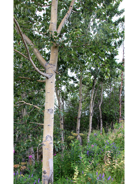 Populus tremuloides (Quaking aspen) #47453