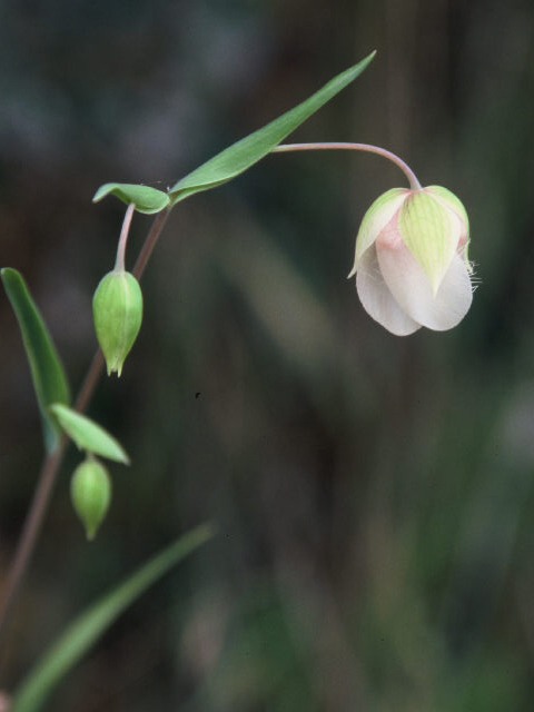 Calochortus albus (White fairy-lantern) #19966