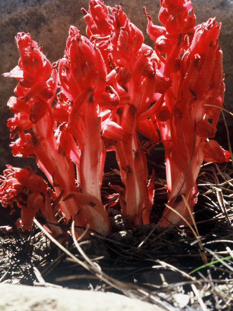 Sarcodes sanguinea (Snowplant) #20045