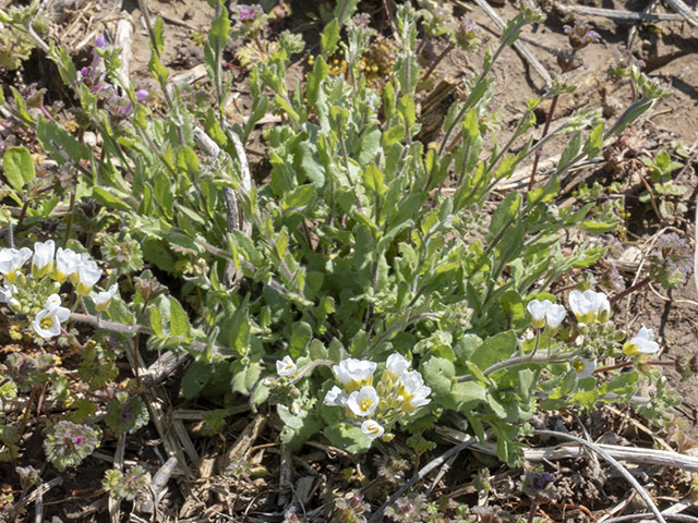 Lesquerella perforata (Spring creek bladderpod) #66544