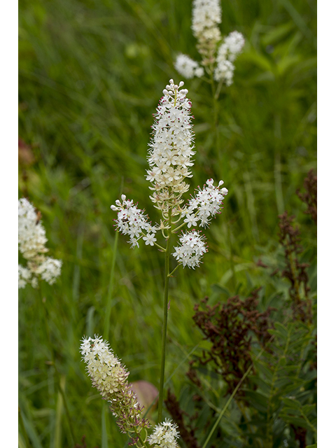 Stenanthium densum (Osceola's plume) #66931