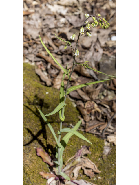 Arabis laevigata var. laevigata (Smooth rockcress) #87380