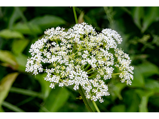 Ptilimnium costatum (Ribbed mock bishopweed) #88046