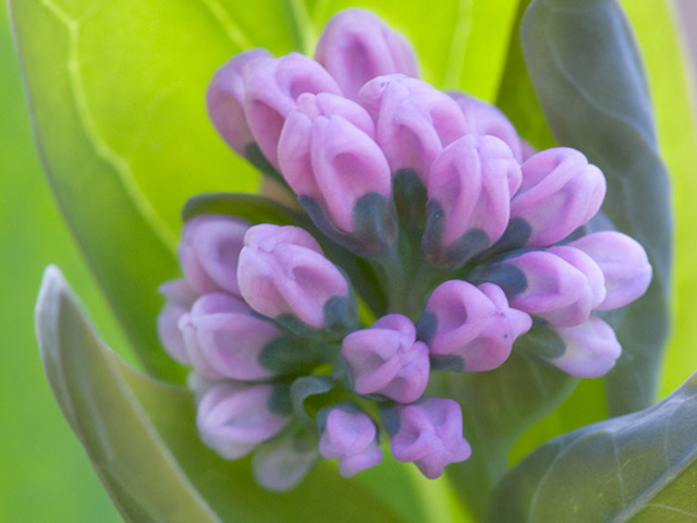 Mertensia virginica (Virginia bluebells) #27567