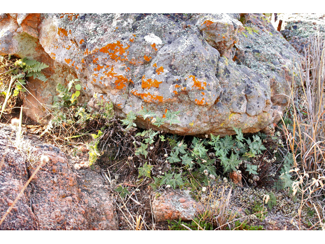 Notholaena standleyi (Star cloak fern) #26839