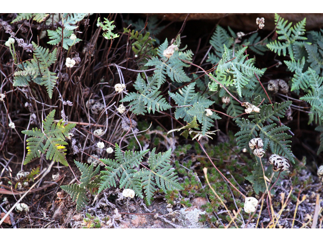 Notholaena standleyi (Star cloak fern) #26840