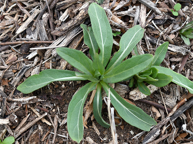 Helianthus maximiliani (Maximilian sunflower) #76275