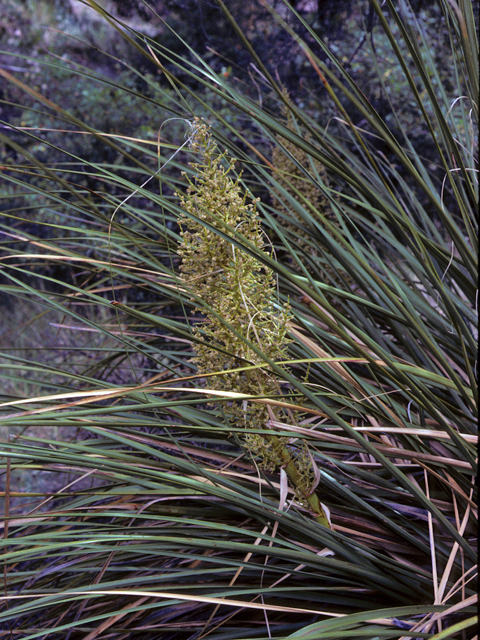 Nolina erumpens (Foothill beargrass) #25213