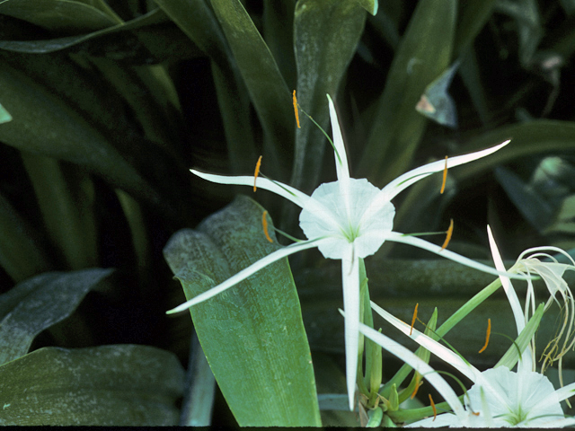 Hymenocallis liriosme (Texas spiderlily) #25215