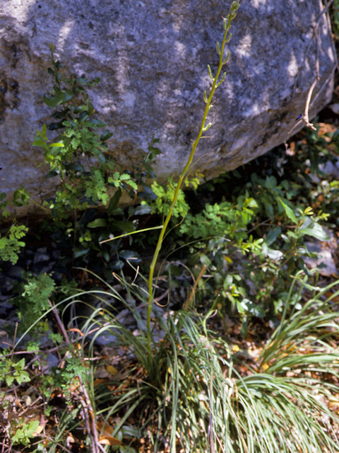 Zigadenus nuttallii (Nuttall's death camas) #25234