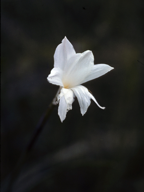 Cooperia pedunculata (Hill country rain lily) #25260