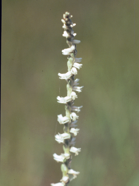 Spiranthes cernua (Nodding ladies'-tresses) #25292