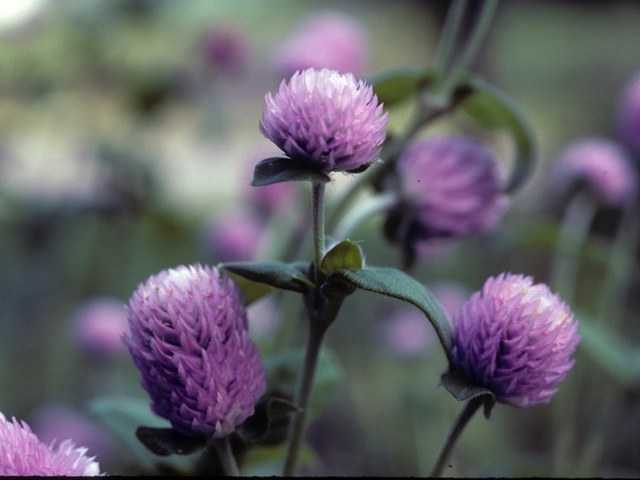 Gomphrena serrata (Arrasa con todo) #25319