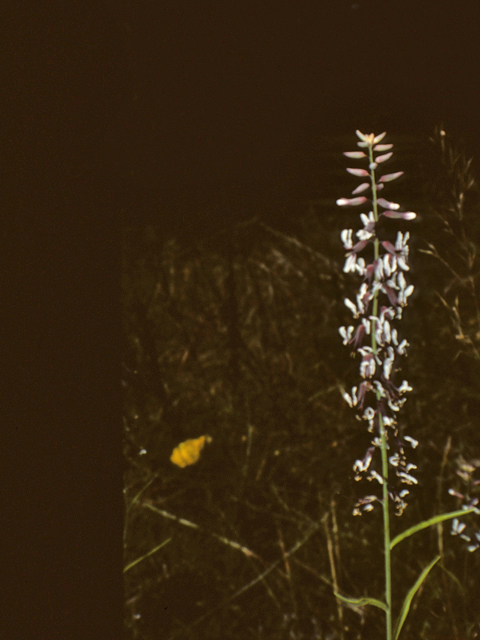 Streptanthus cutleri (Cutler's jewelflower) #25374