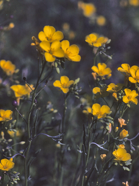 Lesquerella engelmannii (Engelmann's bladderpod) #25399