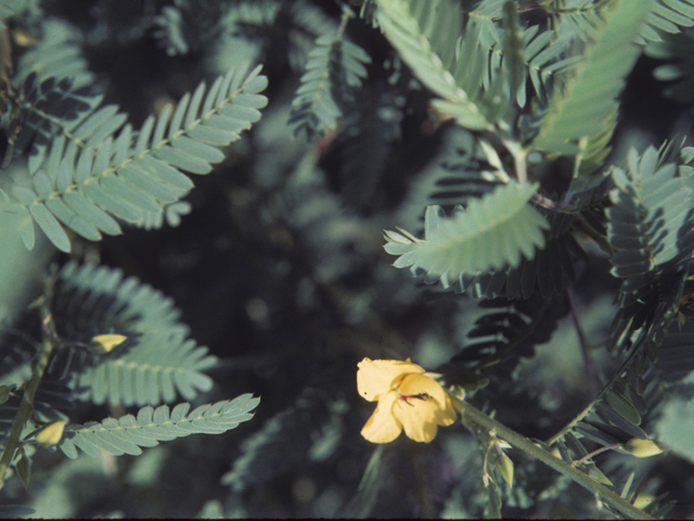 Chamaecrista fasciculata (Partridge pea) #25443