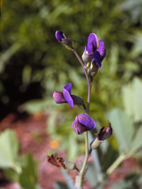 Baptisia australis (Blue wild indigo) #25454