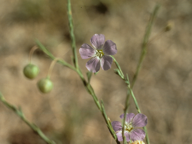 Linum lewisii (Wild blue flax) #25518