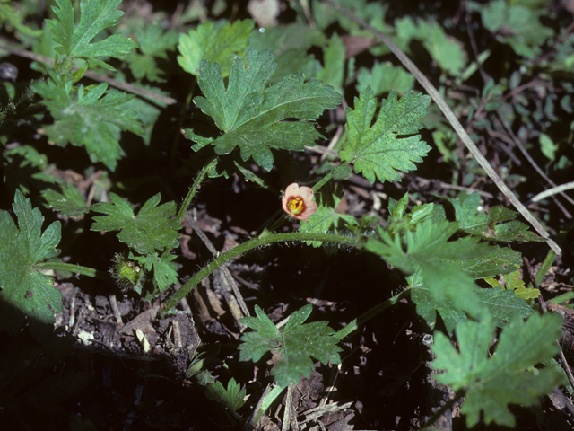 Modiola caroliniana (Carolina bristlemallow) #25602