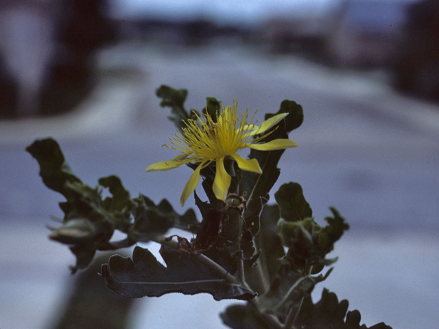 Mentzelia reverchonii (Reverchon's blazingstar) #25640