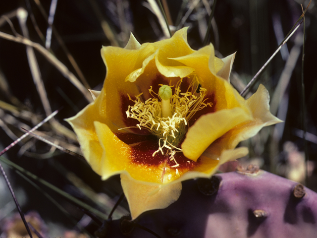 Opuntia macrocentra var. macrocentra (Purple pricklypear) #25648