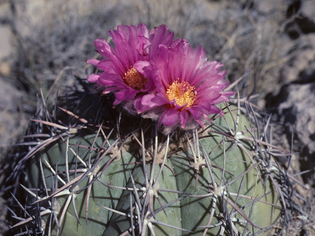 Echinocactus horizonthalonius (Devilshead) #25664