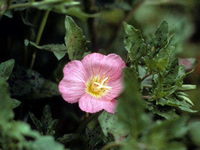 Oenothera tetraptera (Fourwing evening primrose) #25689