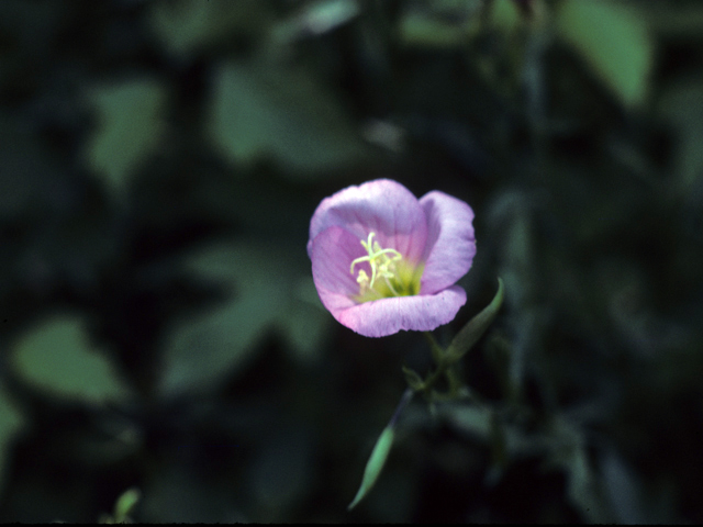 Oenothera kunthiana (Kunth's evening-primrose) #25693