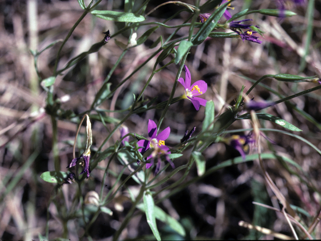 Centaurium calycosum (Arizona centaury) #25724