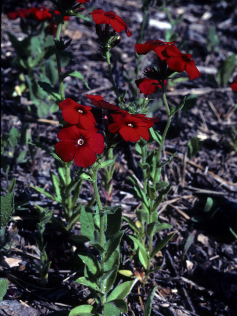 Phlox drummondii (Annual phlox) #25770