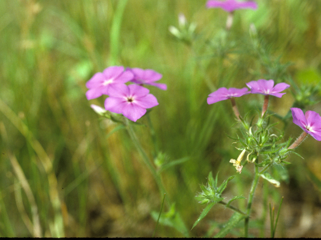 Phlox drummondii (Annual phlox) #25771