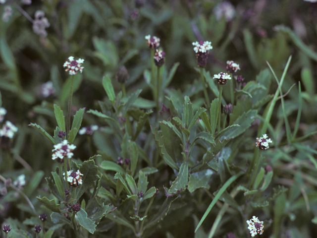 Phyla nodiflora (Texas frogfruit) #25819