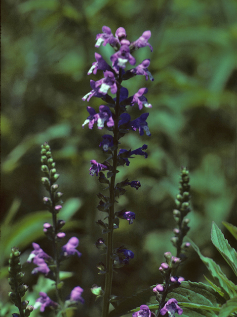 Warnockia scutellarioides (Prairie brazosmint) #25829