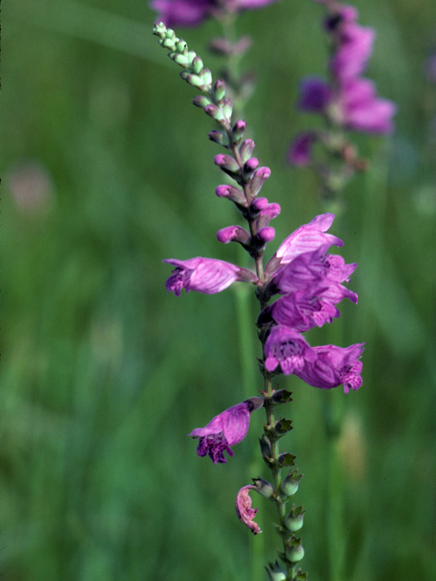 Physostegia pulchella (Showy false dragonhead) #25835