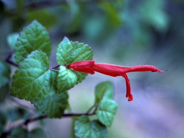 Salvia regla (Mountain sage) #25841