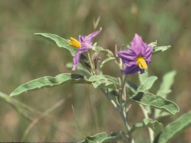 Solanum elaeagnifolium (Silverleaf nightshade) #25871