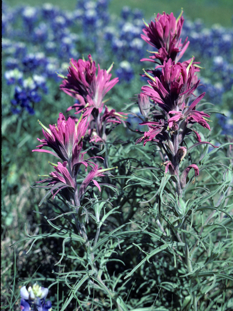 Castilleja purpurea var. purpurea (Purple paintbrush) #25887